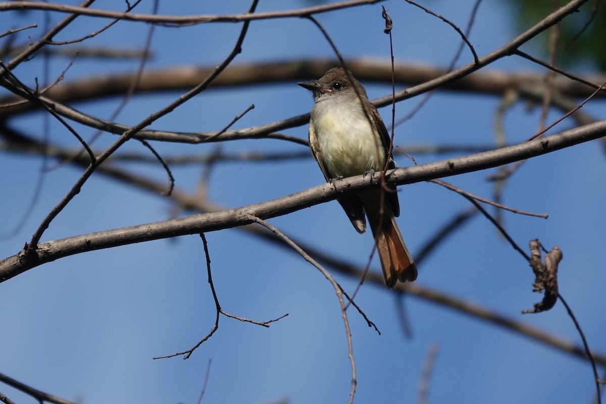 Great Crested Flycatcher - ML605988281