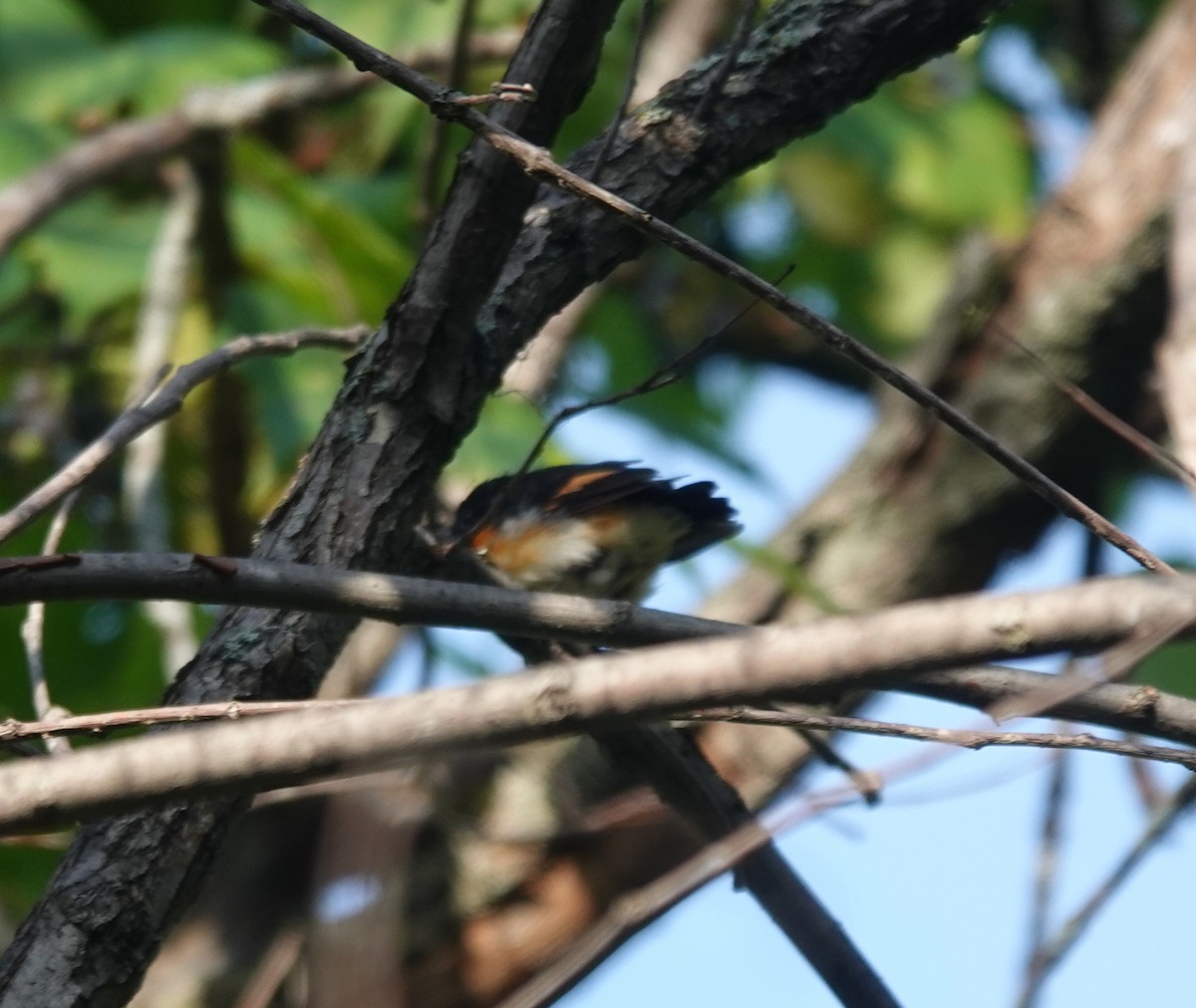 American Redstart - Maureen Mark