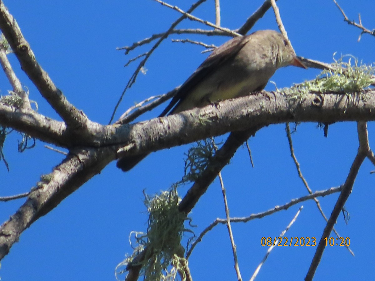 Western Wood-Pewee - ML605988541