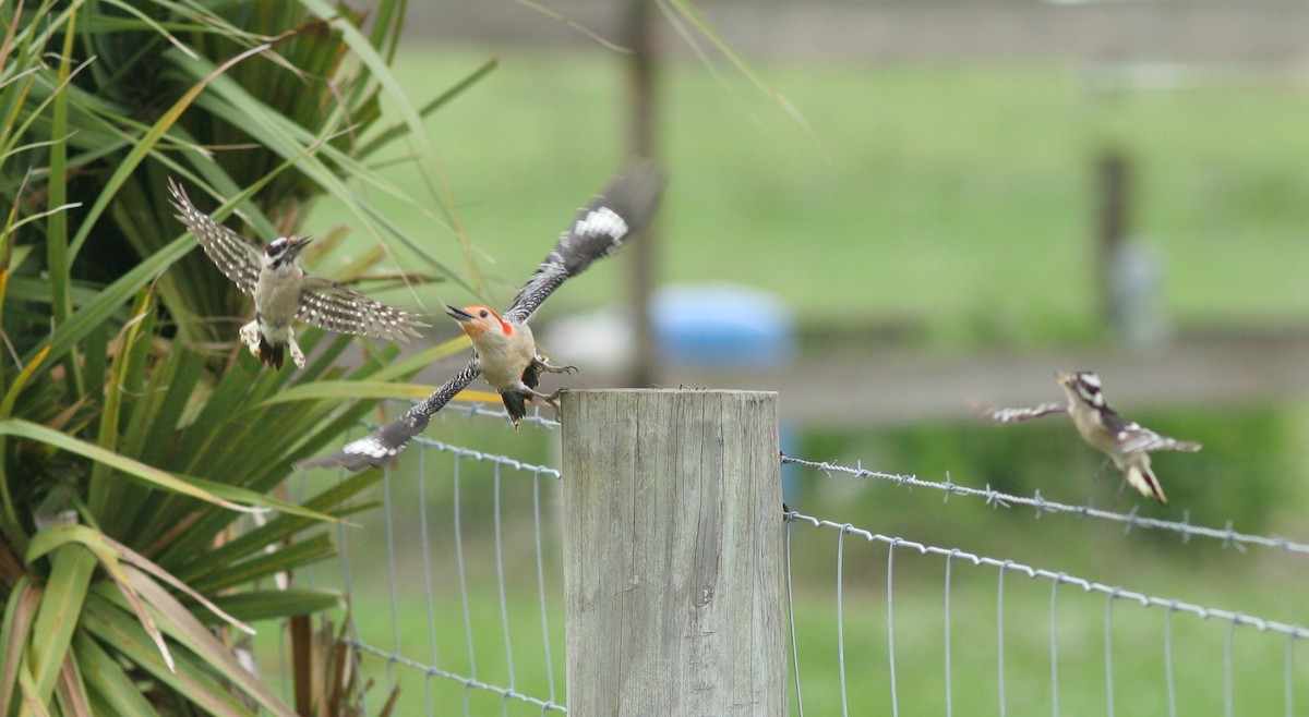 Downy Woodpecker - ML60598861