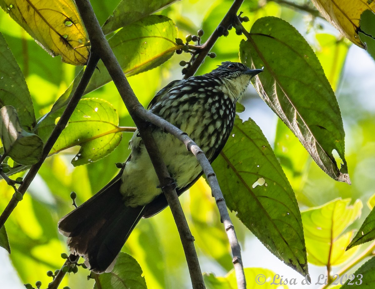 Bulbul rayé - ML605989041