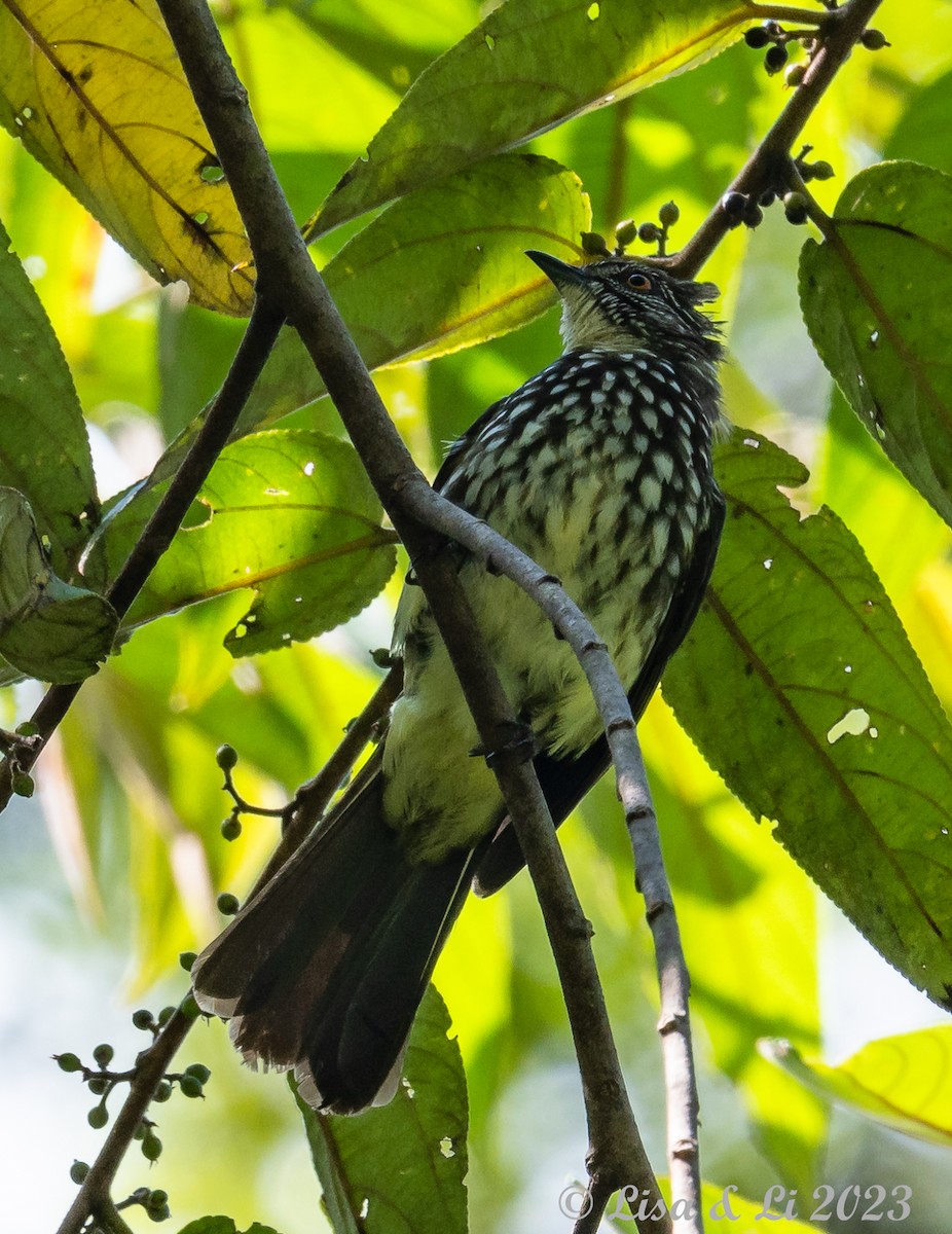 Bulbul rayé - ML605989051