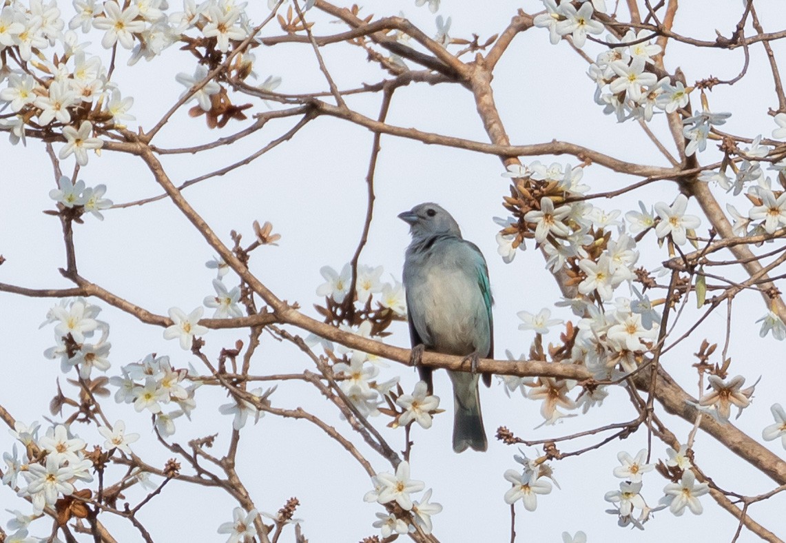 Sayaca Tanager - Eduardo Bergo