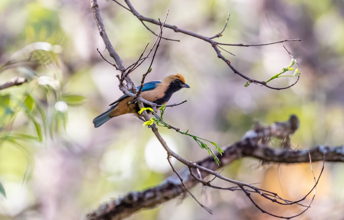 Burnished-buff Tanager - Eduardo Bergo