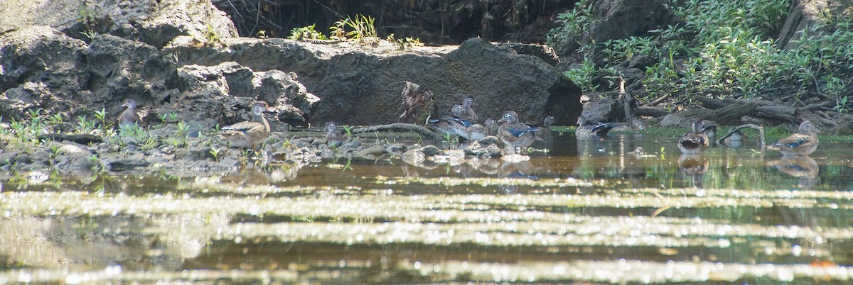 Wood Duck - ML605989511