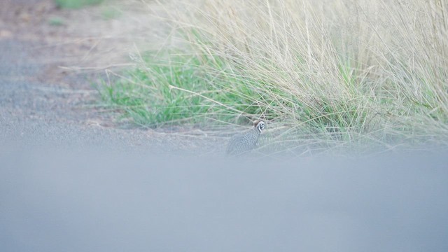 Montezuma Quail - ML605989611