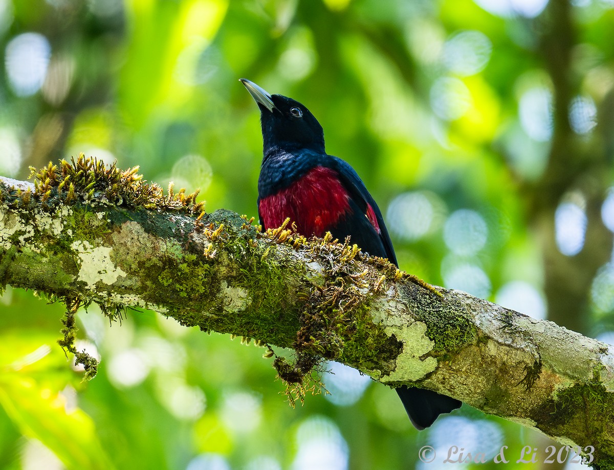 Black-and-crimson Oriole - Lisa & Li Li