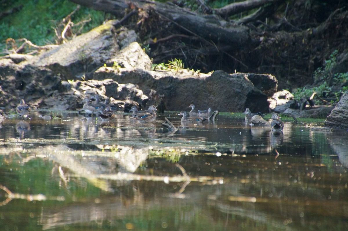 Wood Duck - ML605989951