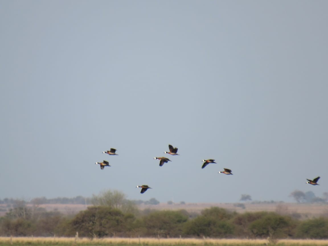 White-faced Whistling-Duck - ML605990201