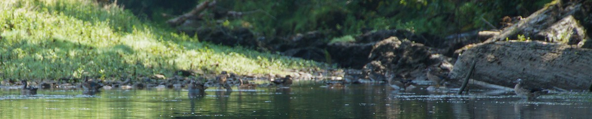 Wood Duck - ML605990301