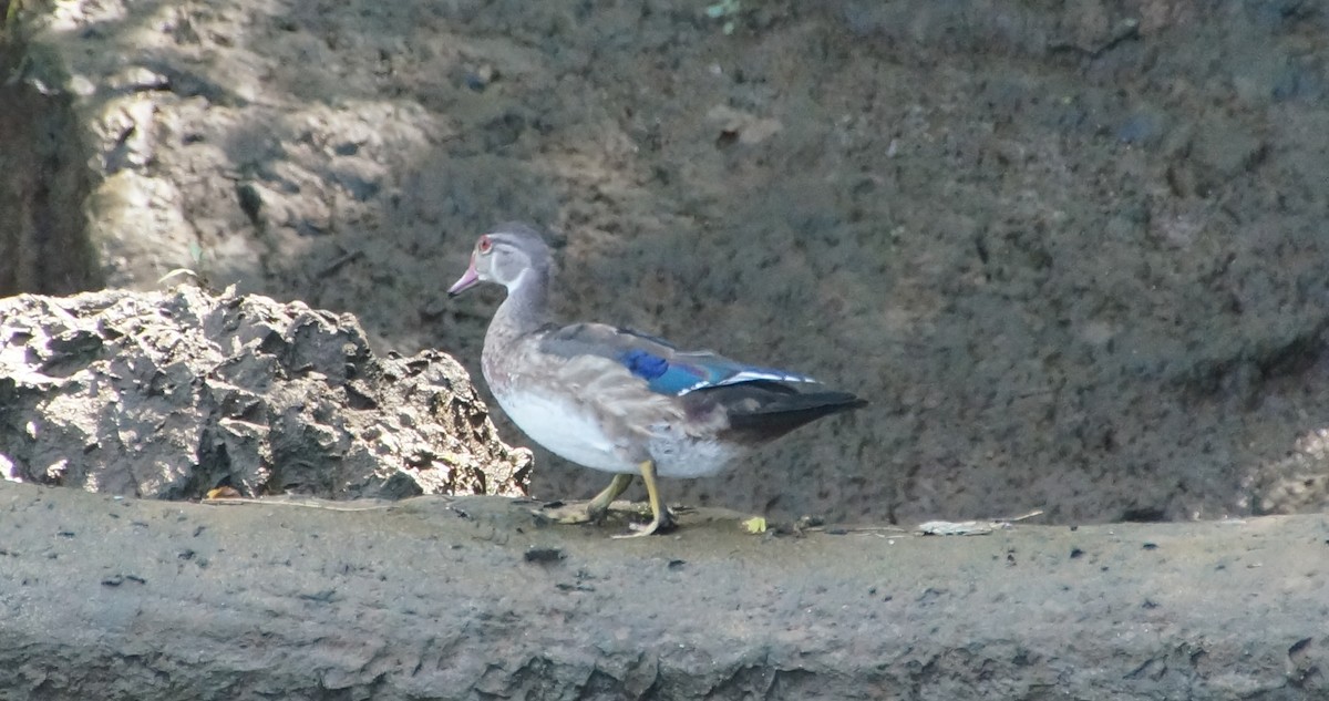 Wood Duck - ML605990471