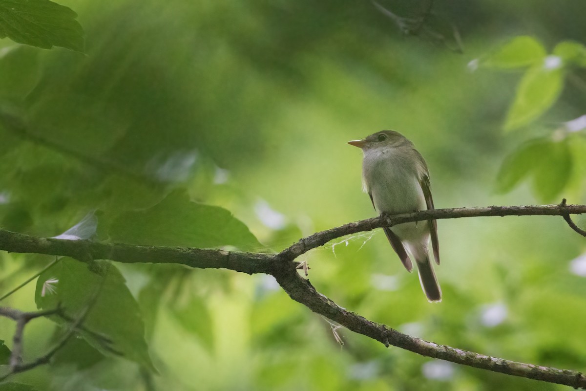 Acadian Flycatcher - ML605990521