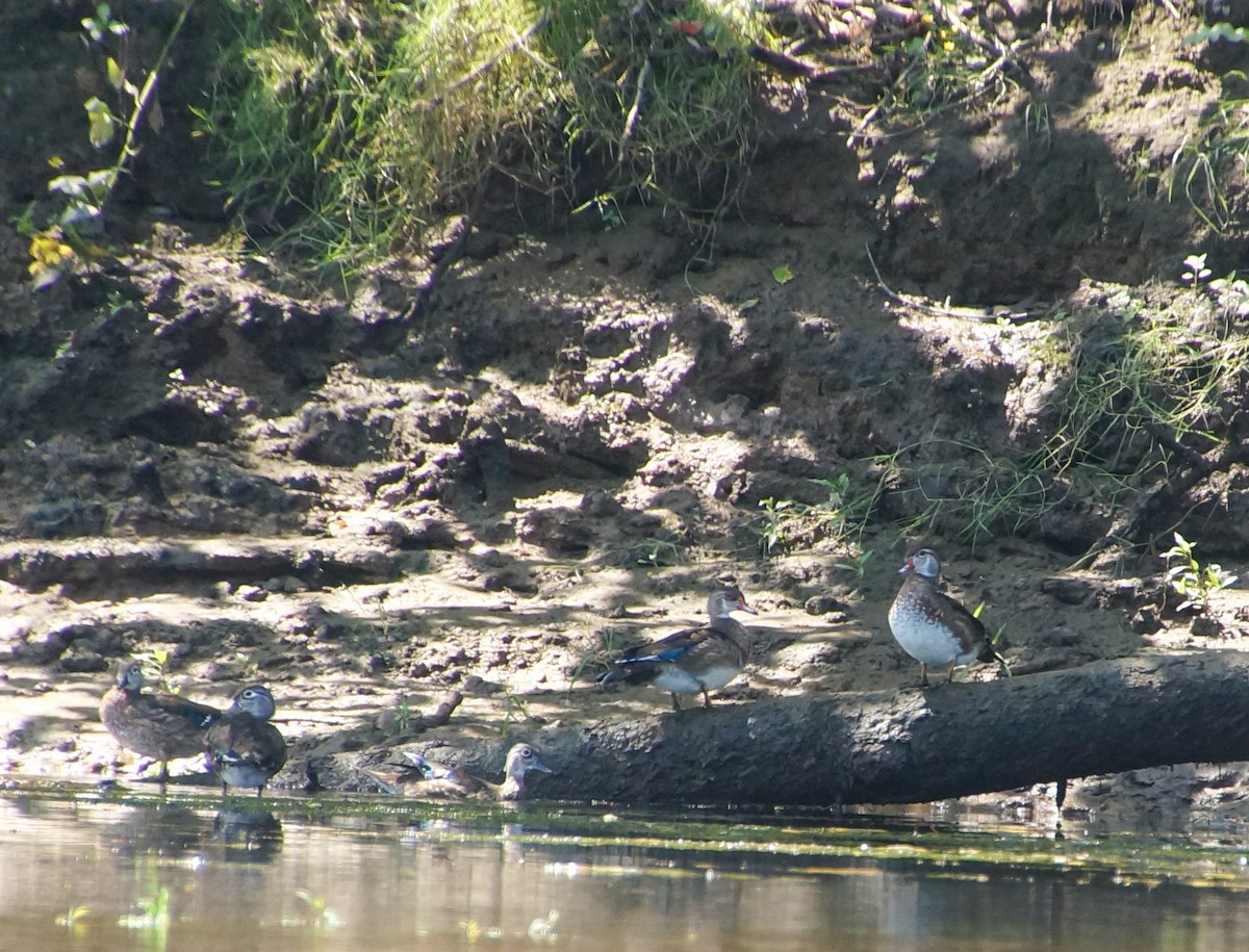 Wood Duck - ML605990611