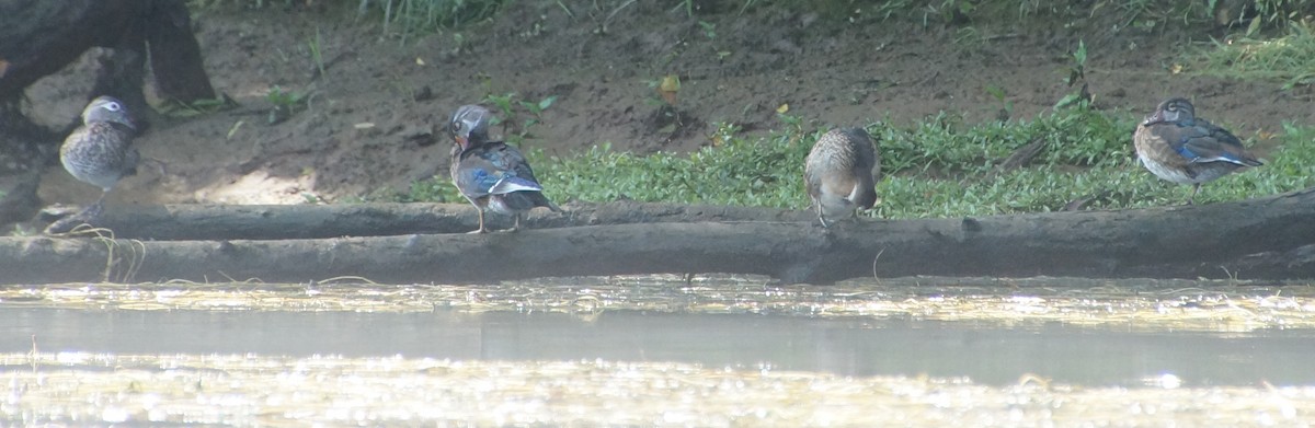 Wood Duck - ML605990761