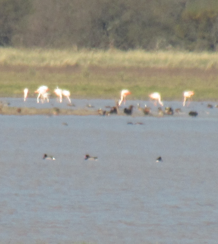 Chilean Flamingo - ML605990851