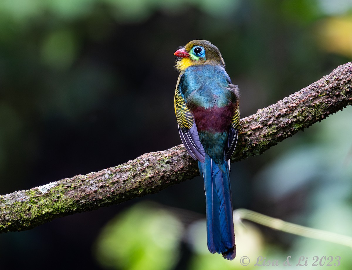 Sumatran Trogon - ML605990901
