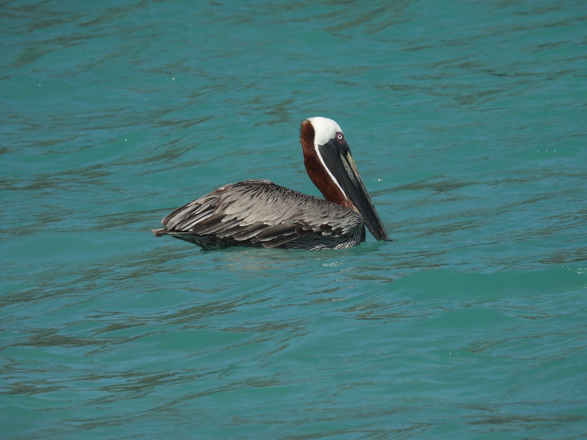 pelikán hnědý - ML605990951