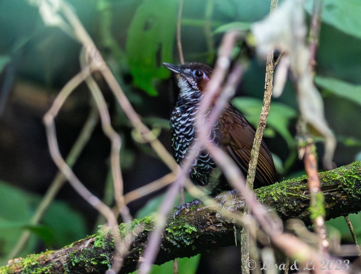 Marbled Wren-Babbler - ML605990971