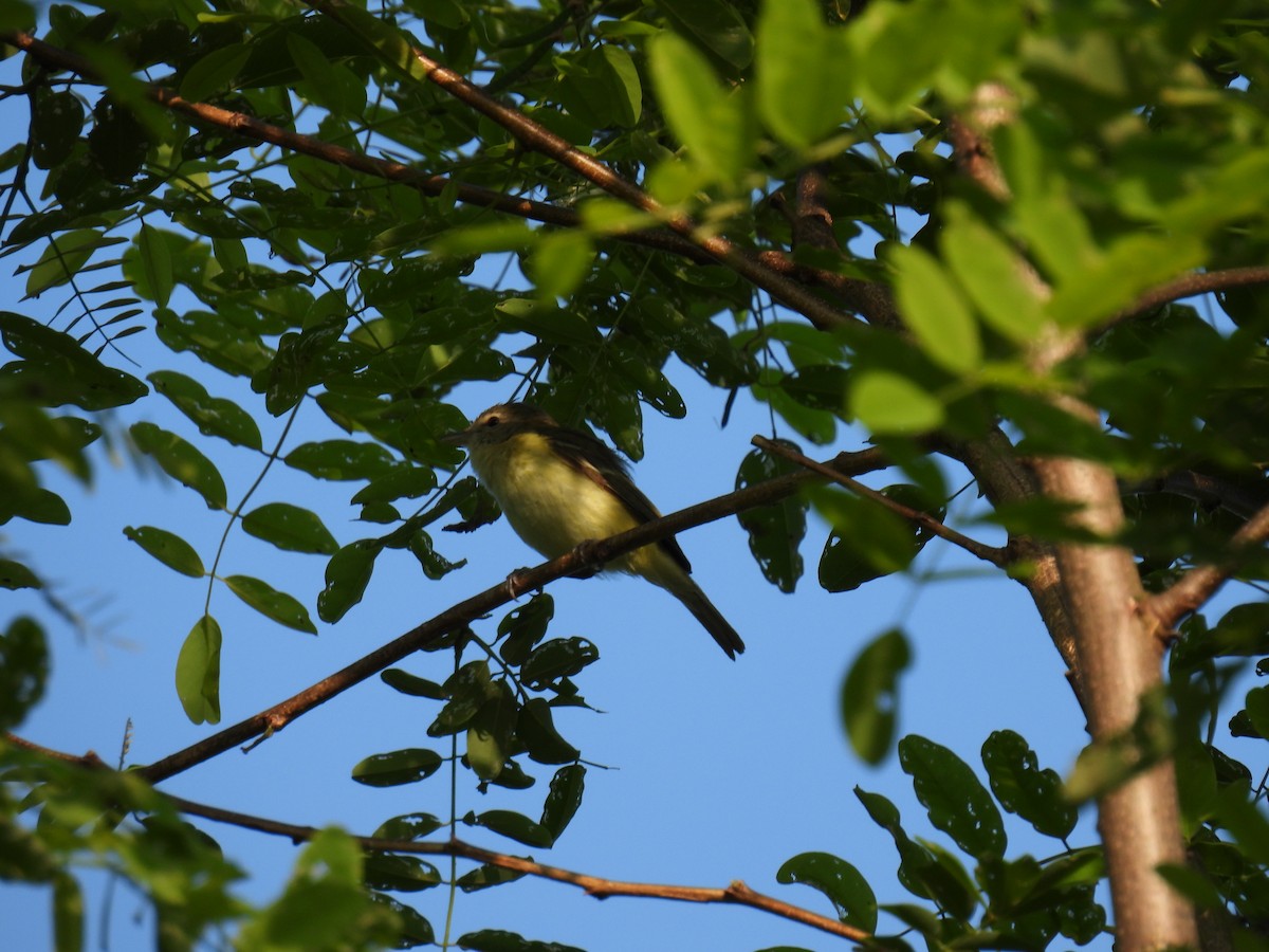 krattvireo - ML605992381