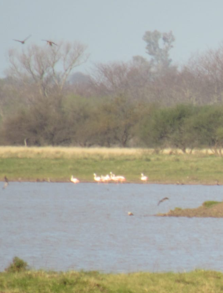 Chilean Flamingo - ML605992391