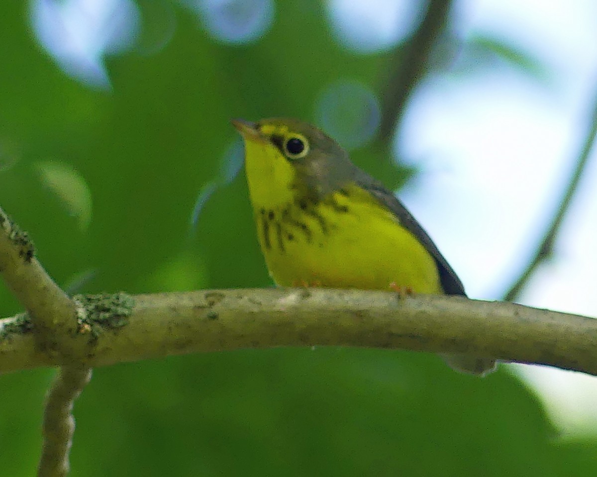 Canada Warbler - Colleen C