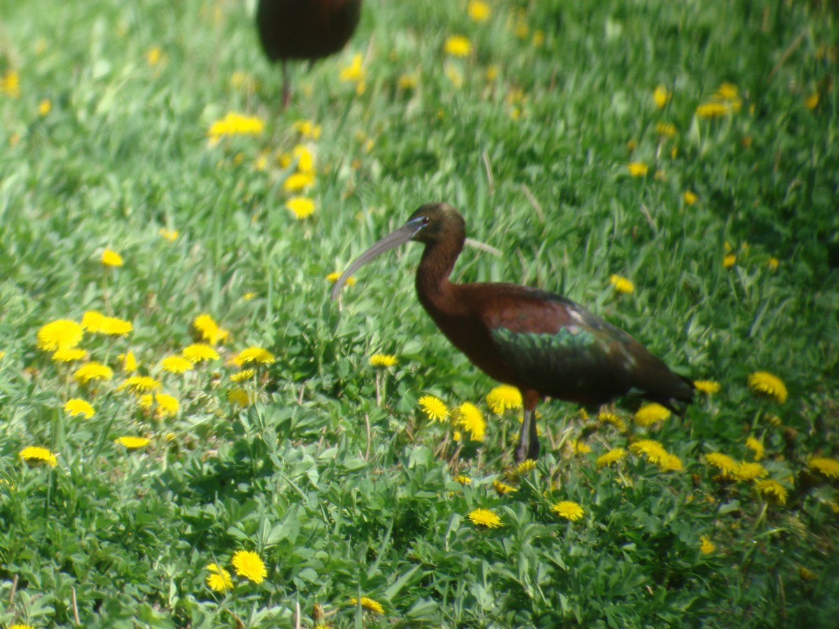 ibis hnědý - ML605993061