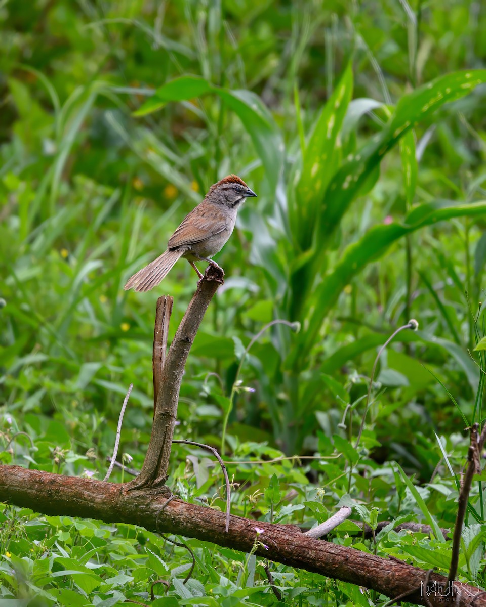 Rusty Sparrow - ML605993161