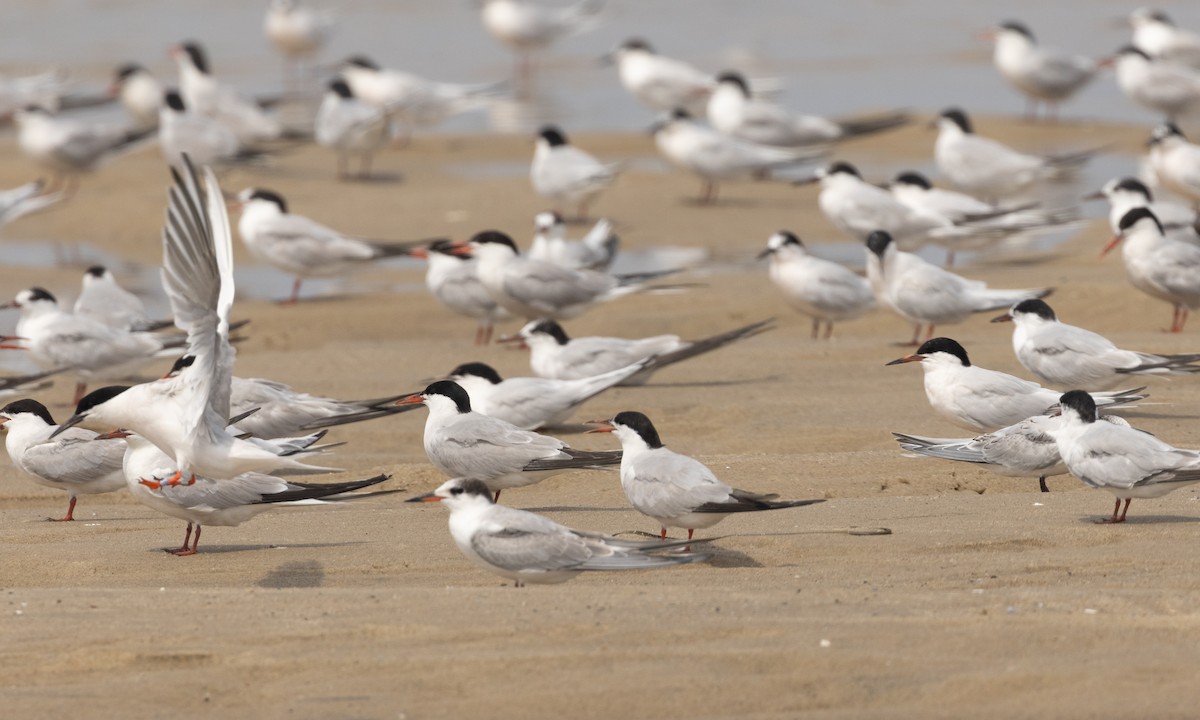 Roseate Tern - ML605993791