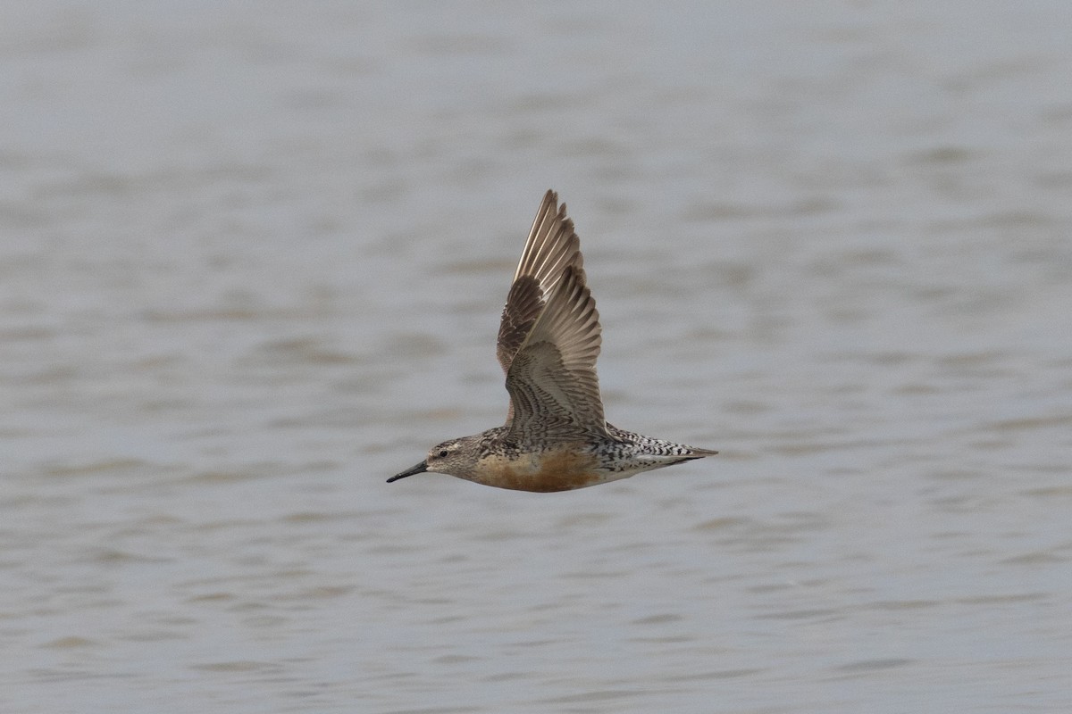 Red Knot - ML605993841