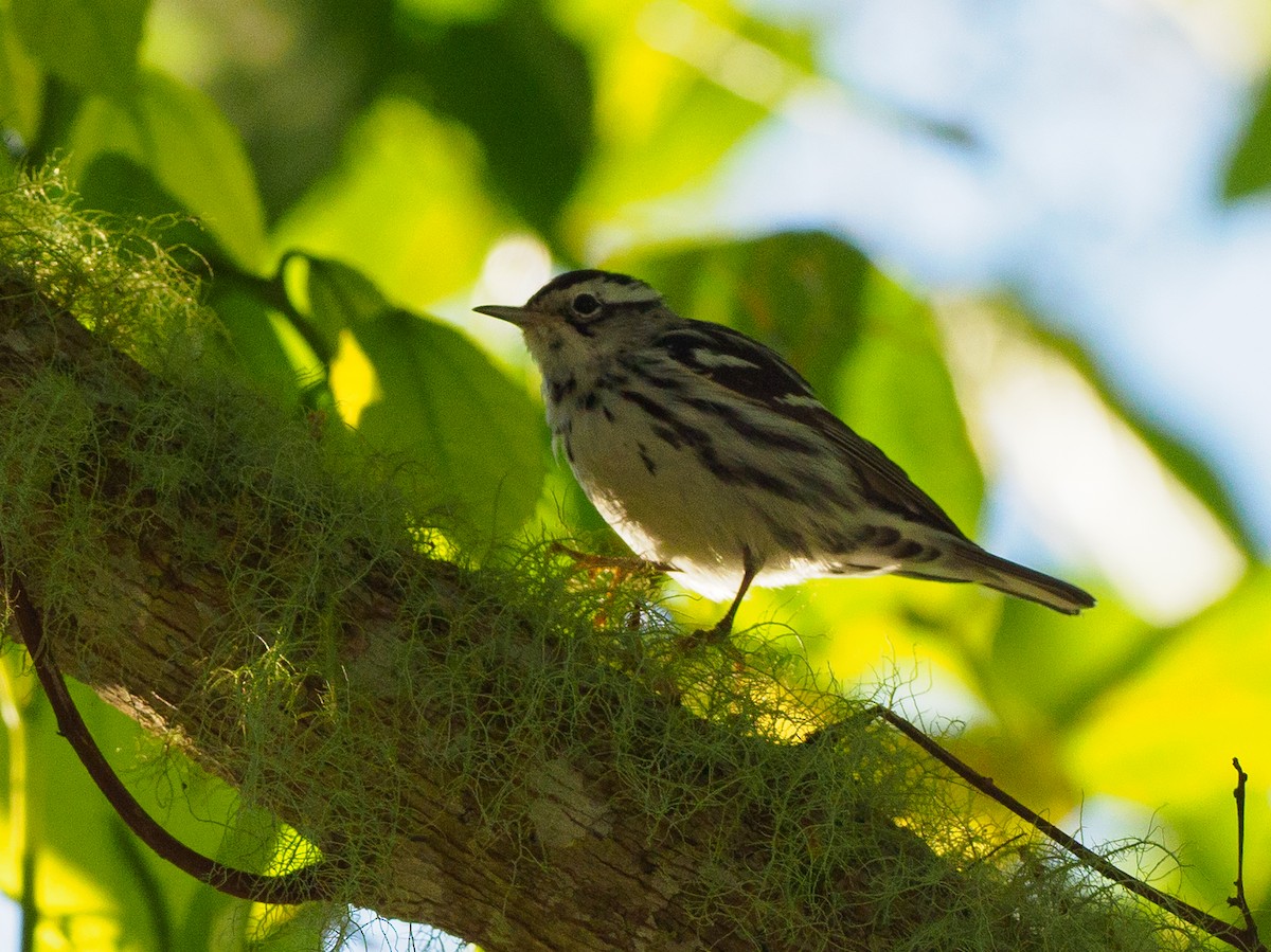 Black-and-white Warbler - ML605994451