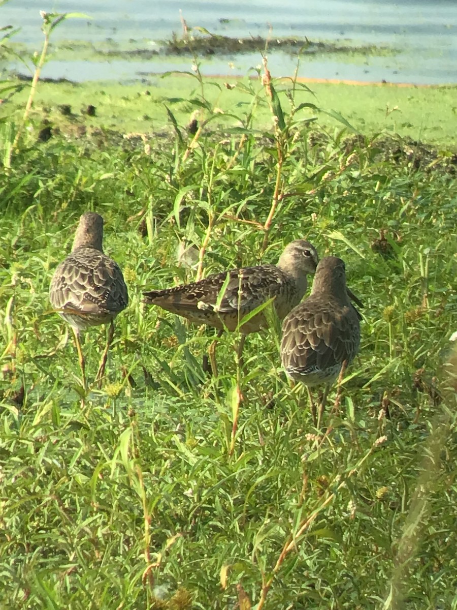 Short-billed Dowitcher - ML605995461