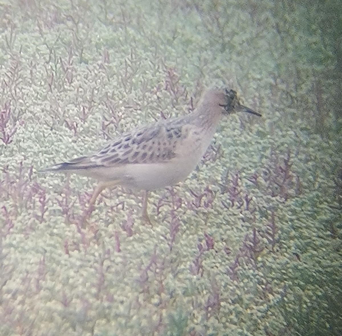 jespák plavý - ML605996121