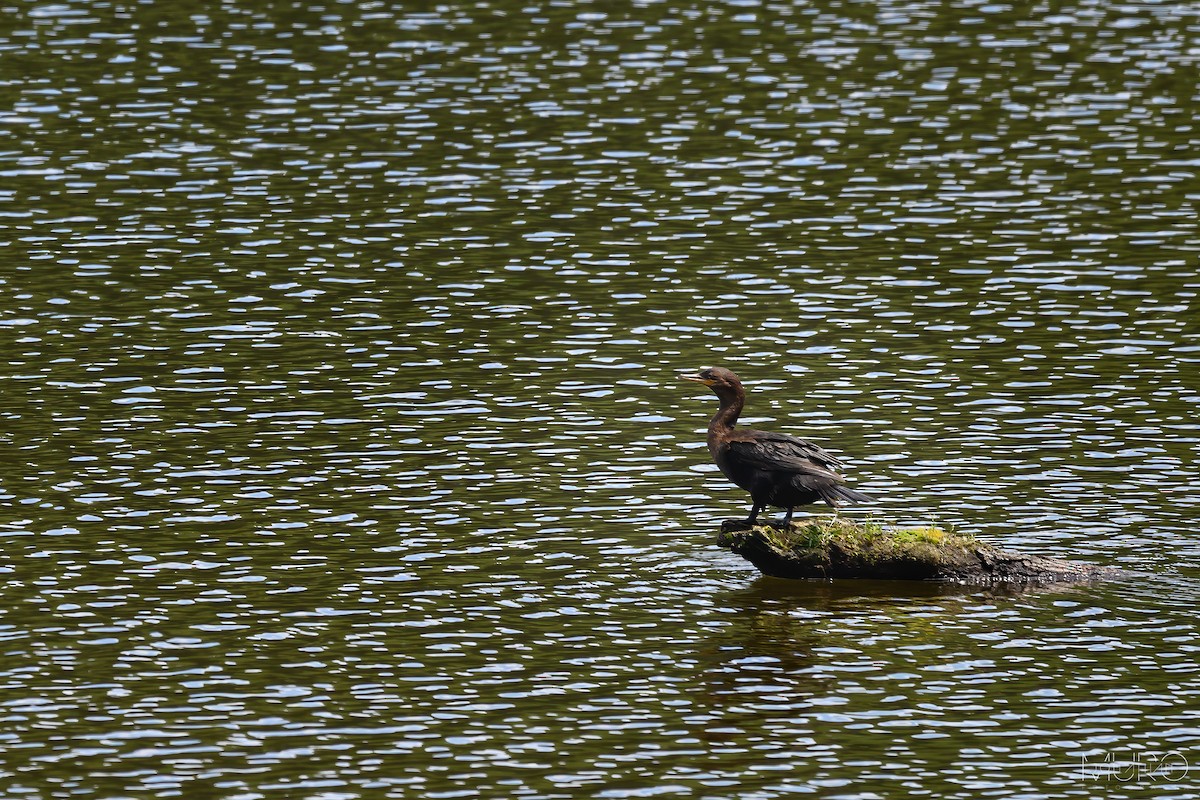 Neotropic Cormorant - ML605996351