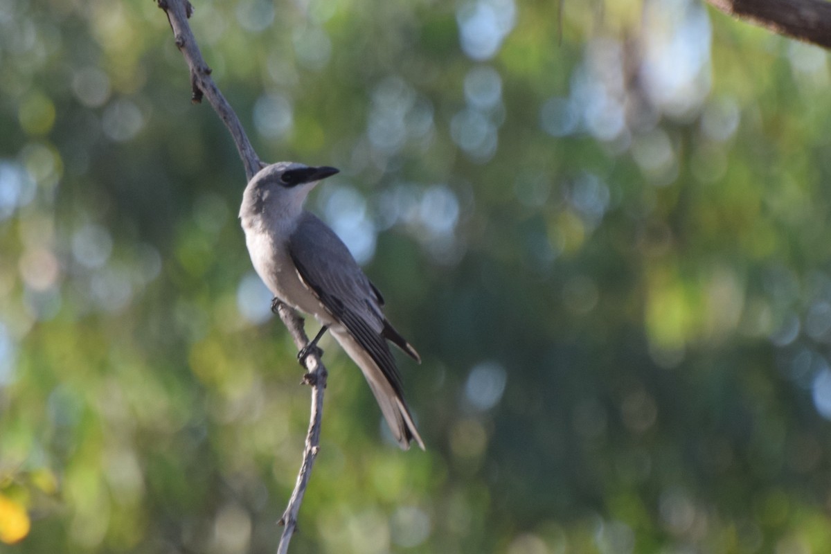 White-bellied Cuckooshrike - Santi Tabares