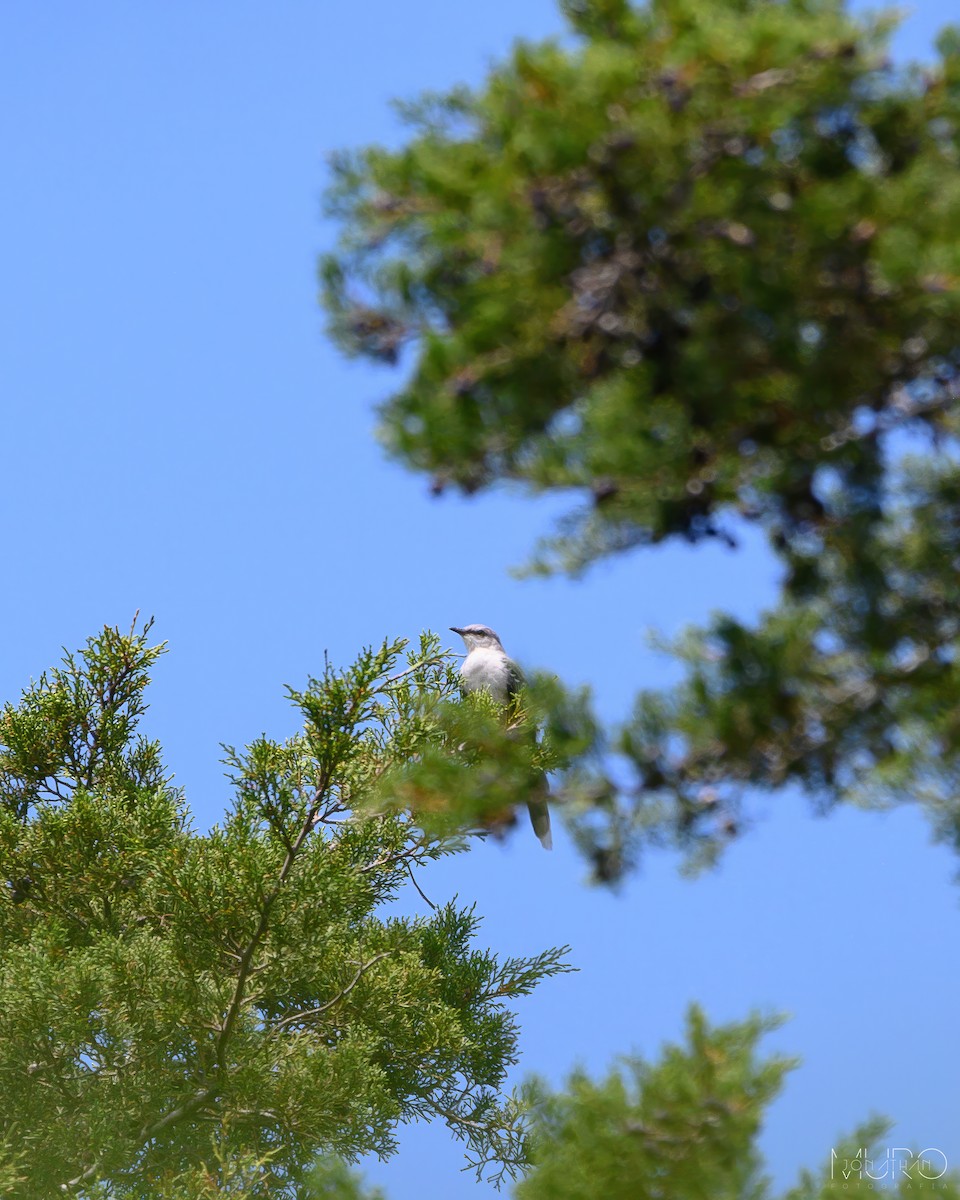 Tropical Mockingbird - ML605996761