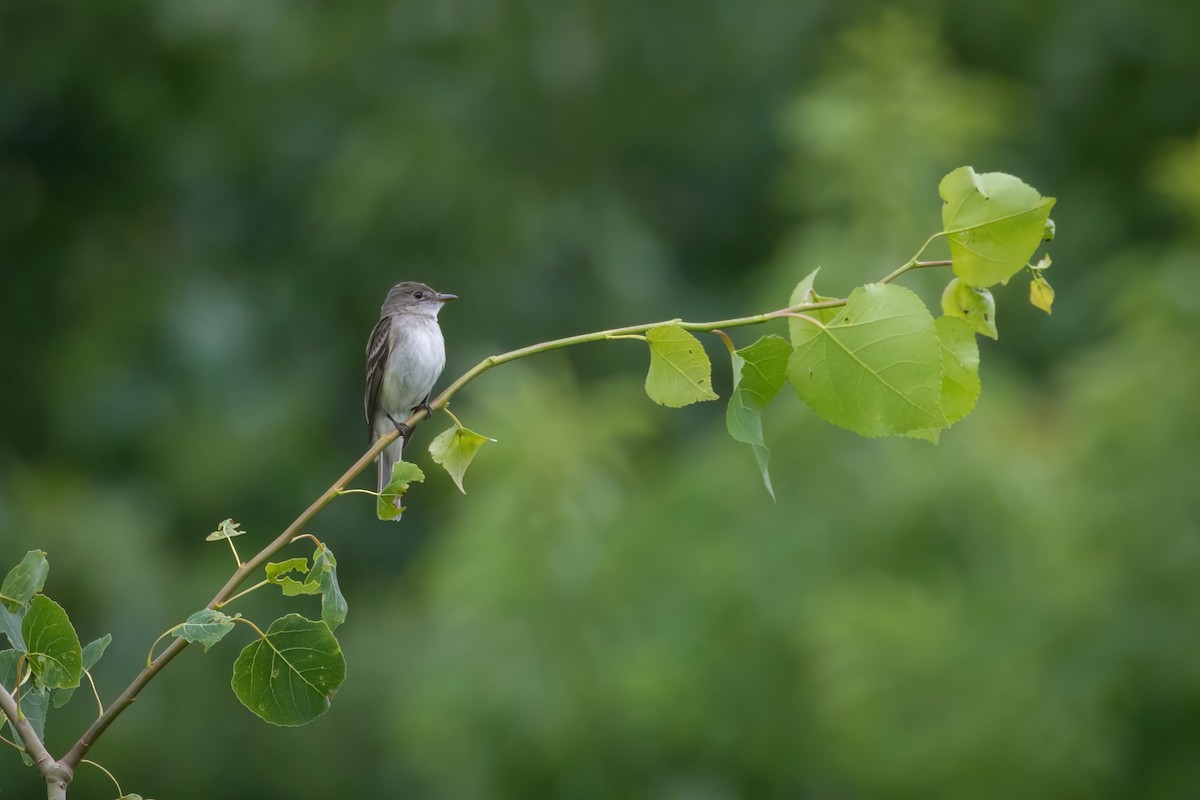 Alder Flycatcher - ML605996911