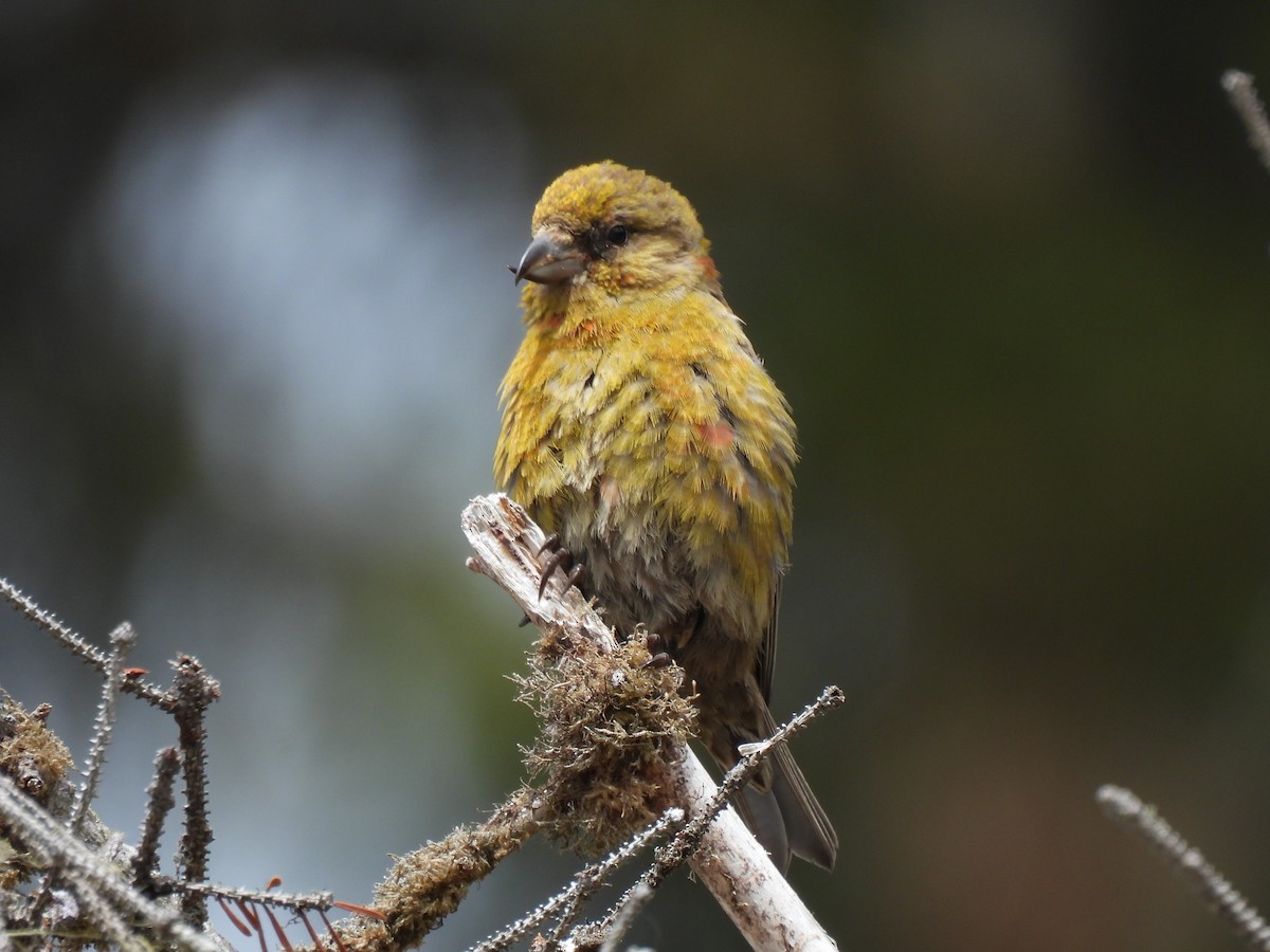 Red Crossbill (Sitka Spruce or type 10) - Janel Saydam