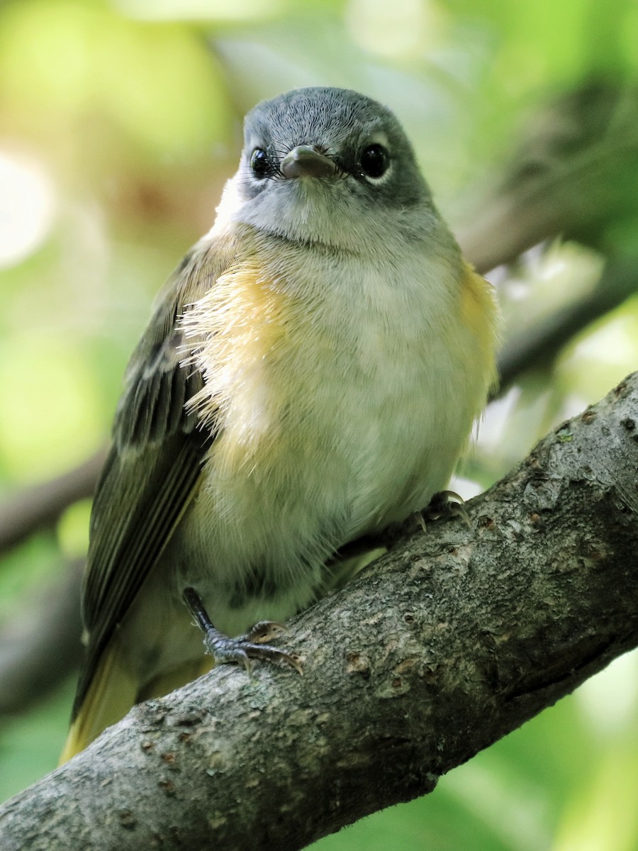 American Redstart - ML605997171