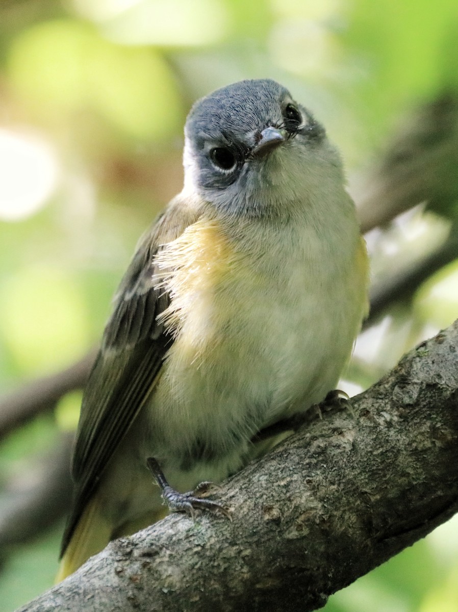 American Redstart - ML605997221