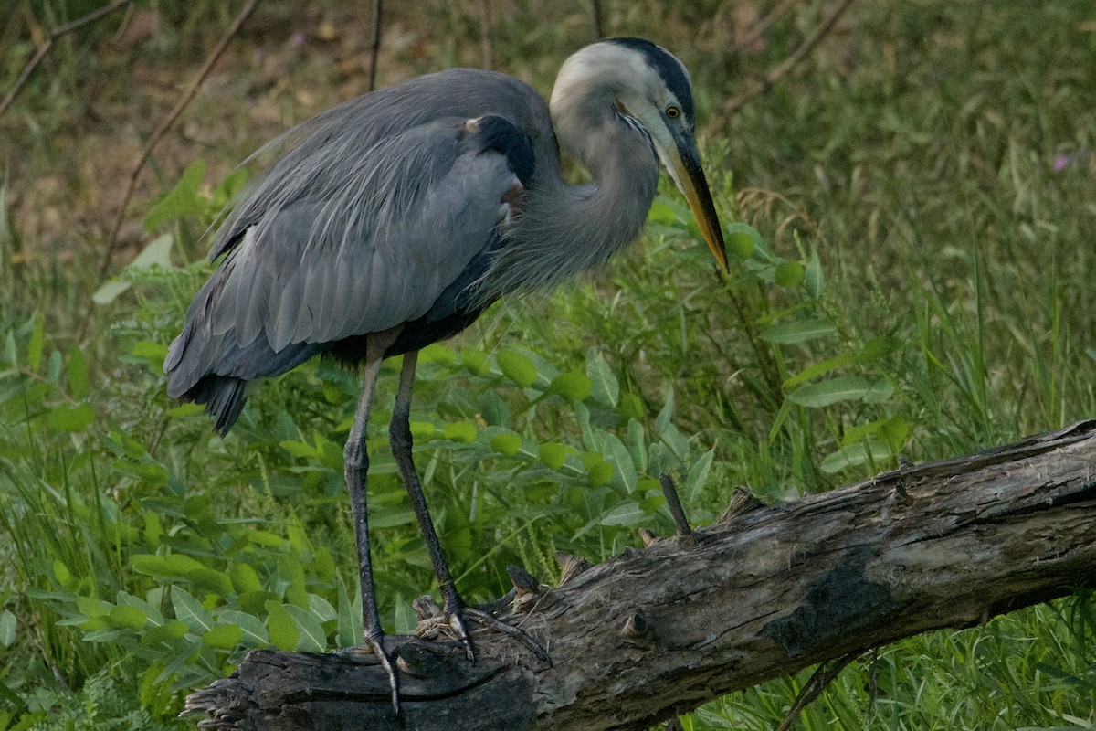 Great Blue Heron - ML605997461