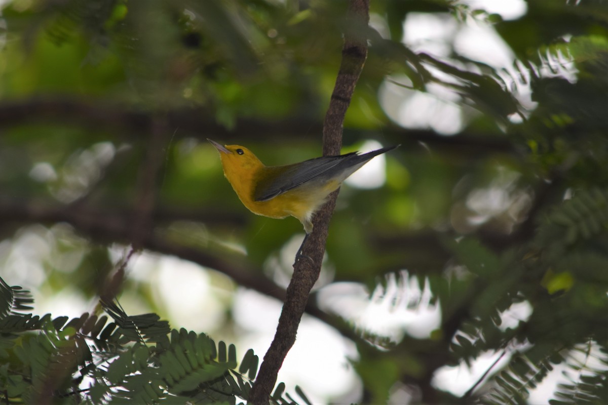 Prothonotary Warbler - ML605997901