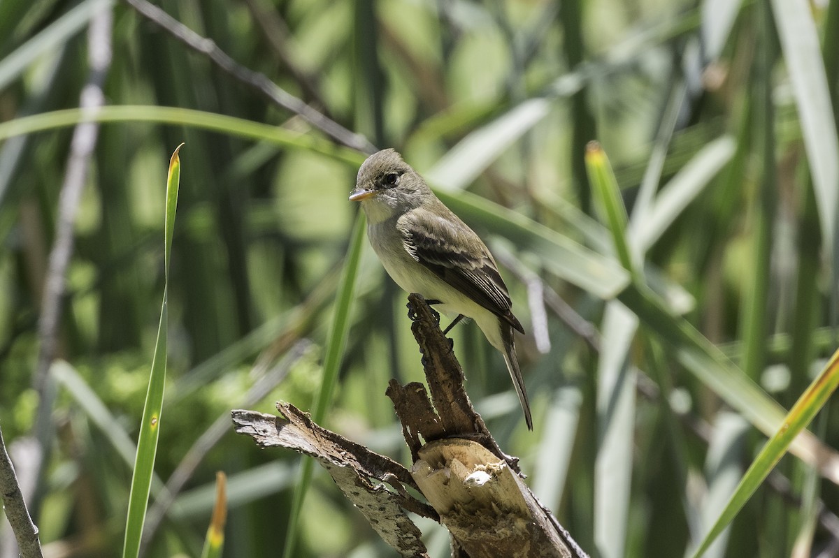 Willow Flycatcher - ML605998501