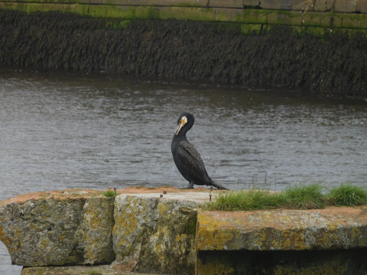 Great Cormorant - ML605999361