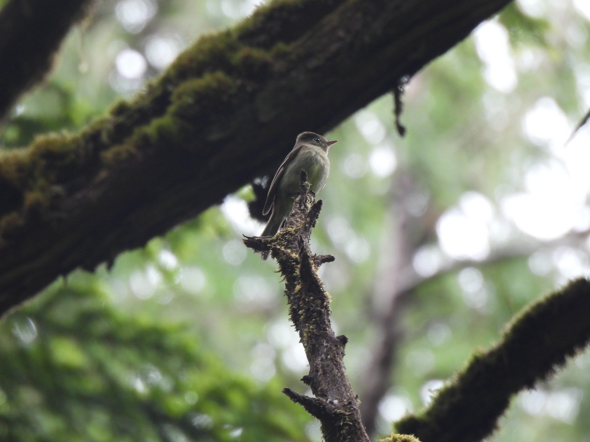 Western Flycatcher (Pacific-slope) - ML605999441