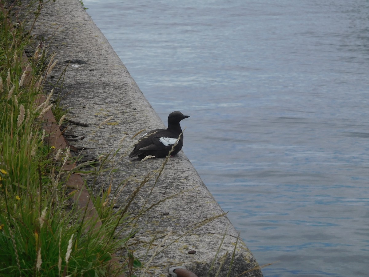 Black Guillemot - ML605999761