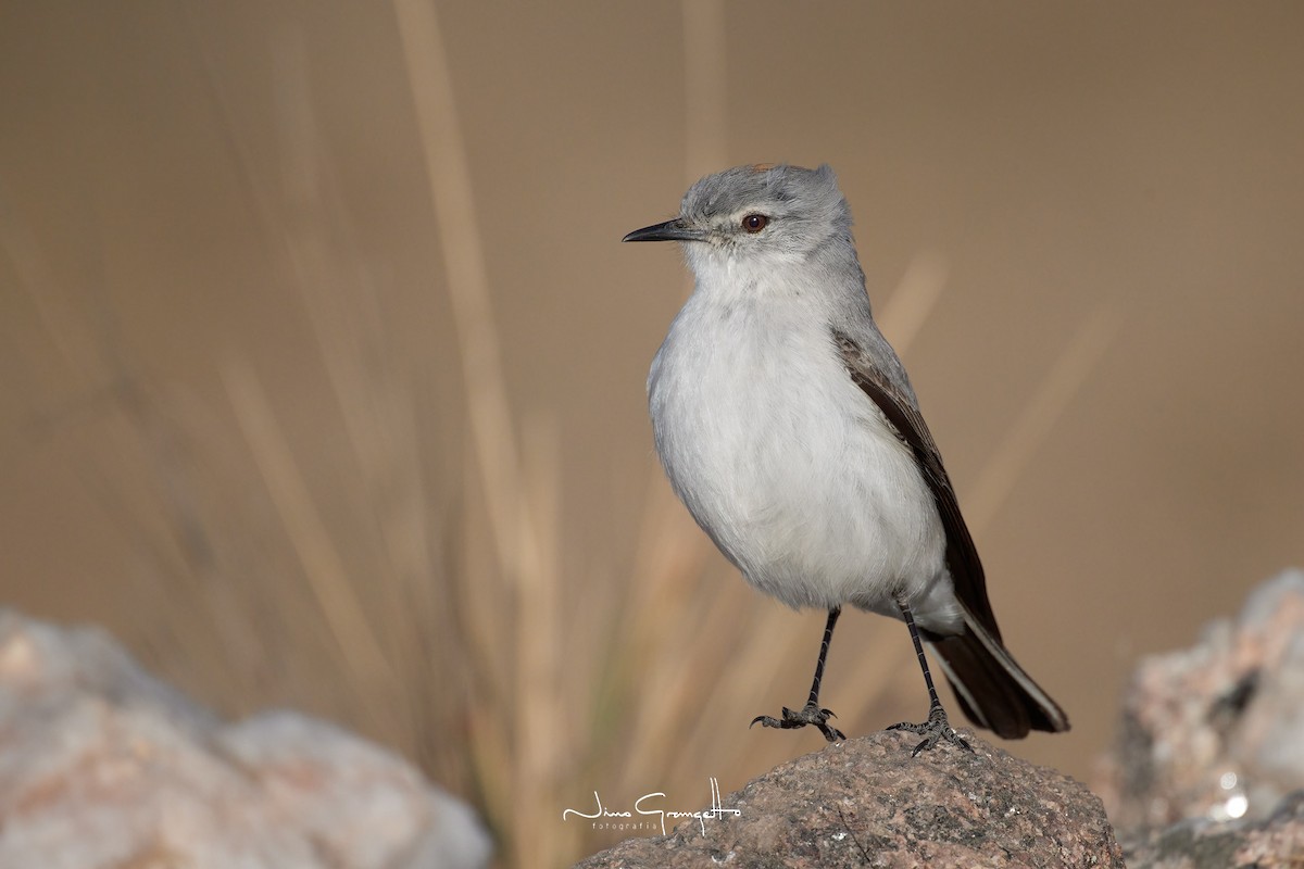 Rufous-naped Ground-Tyrant - ML605999821