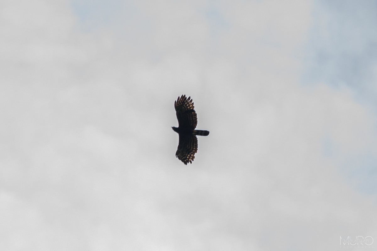 Águila Negra - ML606000111