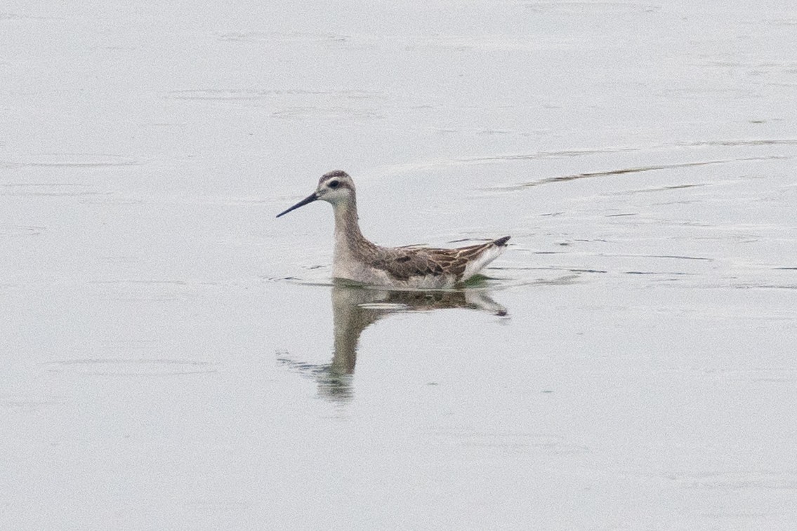 Phalarope de Wilson - ML606000561