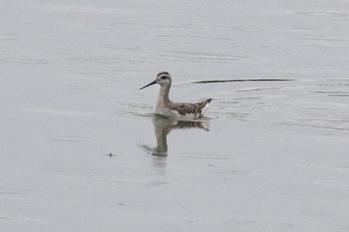 Wilson's Phalarope - ML606000571