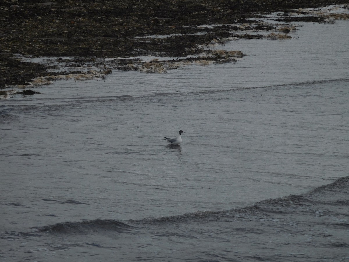 Black-headed Gull - ML606001081